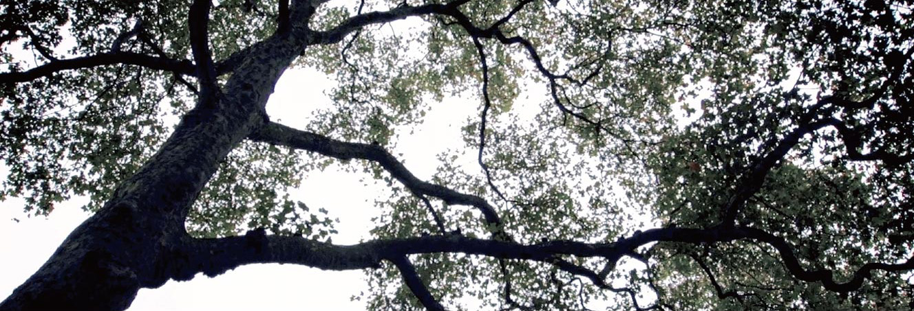 Tree photo.